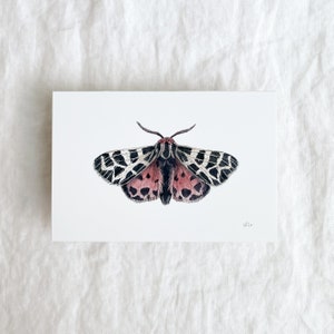 Virgin Tiger Moth Mini Print 4x6