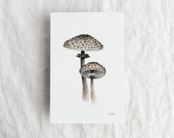 Parasol Mushrooms Mini Print 4x6