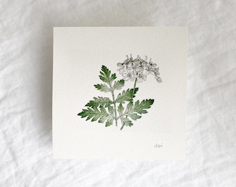 Poison Hemlock Original 5x5