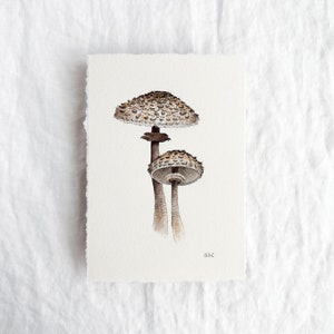 Parasol Mushrooms Original 5x7