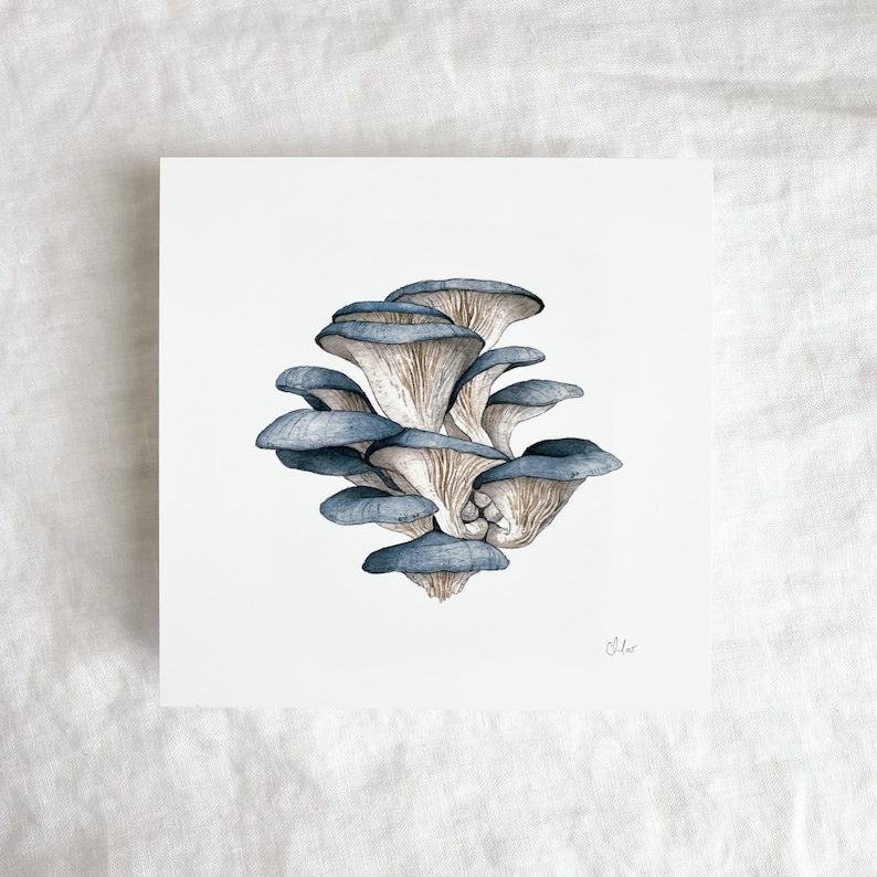 May include: A watercolor illustration of a cluster of blue oyster mushrooms. The mushrooms are arranged in a layered, overlapping pattern, with the caps facing upwards. The illustration is done in a realistic style, with subtle shading and details.