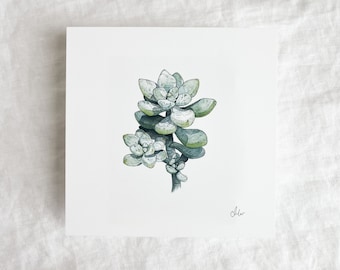 Succulent Study #3 Mini Print 5x5