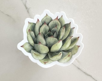 Succulent Sticker