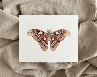 Atlas Moth Original 8x10