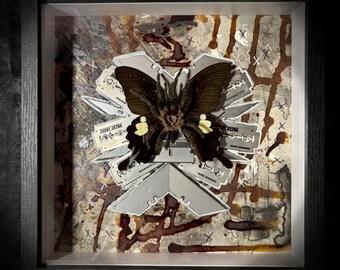 Exuviae & Edge - VII/VIII Tarantula Butterfly Surrounded by Razors
