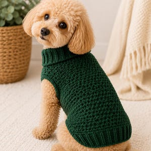 May include: A small, light brown dog wearing a dark green, knitted turtleneck sweater. The dog is sitting on a white rug, with a plant in a woven basket and a cream-colored blanket in the background.