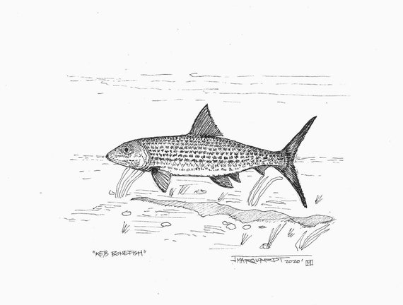 Keys Bonefish Original Pen and Ink Drawing Fly Fishing | Etsy