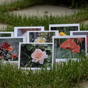 May include: A collection of framed photographs of various flowers, including a pink rose, red poppies, and a yellow sunflower, arranged on a bed of green grass. The images are in white frames.