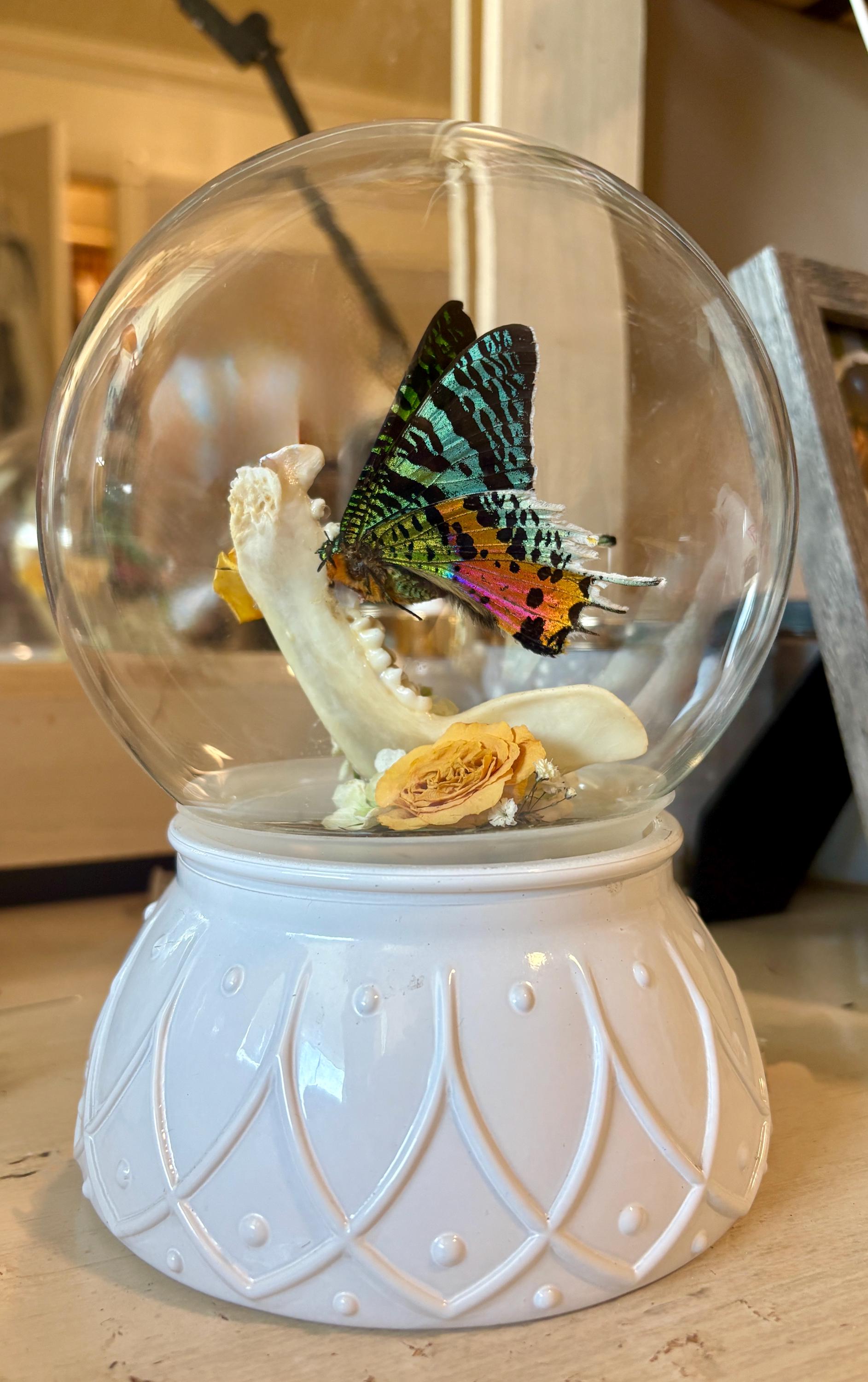 Real Insect Display | Butterfly Art | Sunset Moth | Bones and Flowers ...