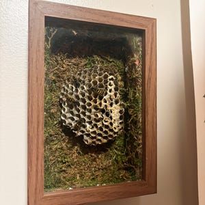May include: A framed display featuring a wasp nest set against a backdrop of green moss. The nest is a light tan color with a honeycomb structure. The frame is made of wood with a brown finish. The display is mounted on a light-colored wall.