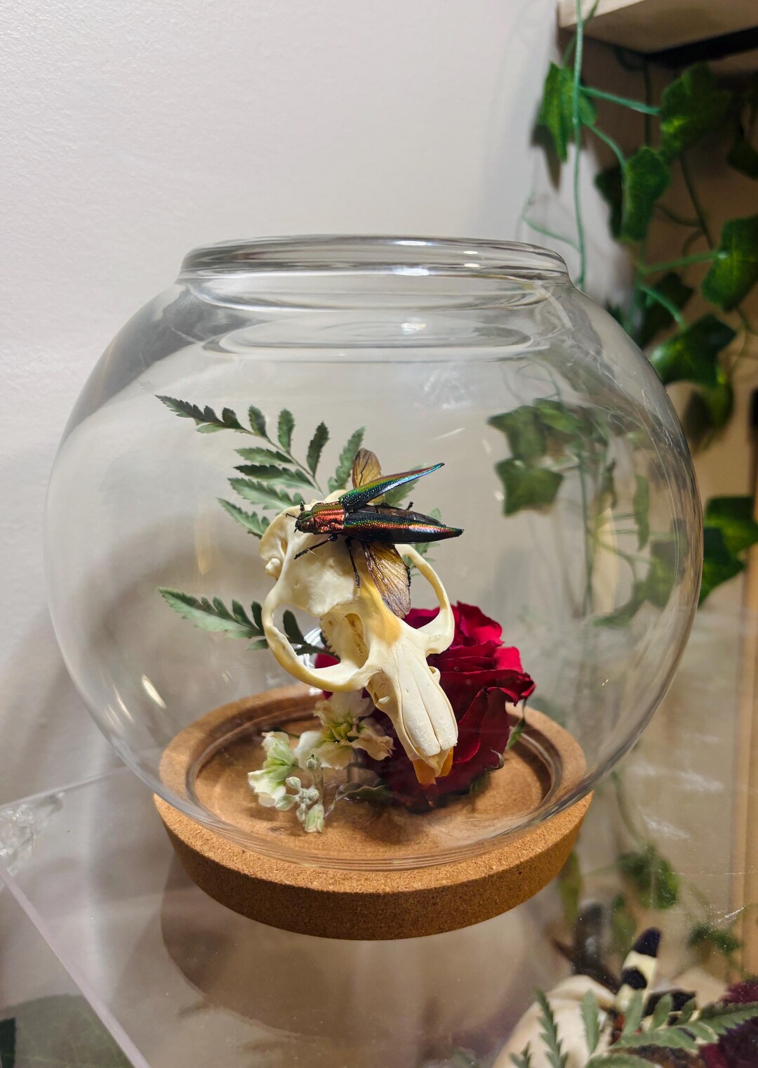 Real Insect Display | Jewel Beetle | Bones and Flowers | Upcycled ...