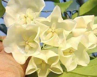 Hoya Danumensis White Flower Live Plant, Rare Hoya Wax Plant, Tropical Collector Houseplant