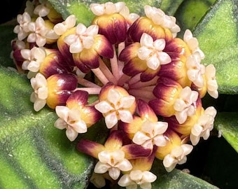 Hoya Callistophylla Borneo Live Plant, Rare Veined Hoya, Tropical Wax Plant Collector Houseplant