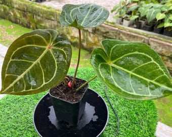 Anthurium Dorayaki x Hoffmanii Red Sinus Live Plant, Rare Hybrid Anthurium, Real Picture Collector Aroid