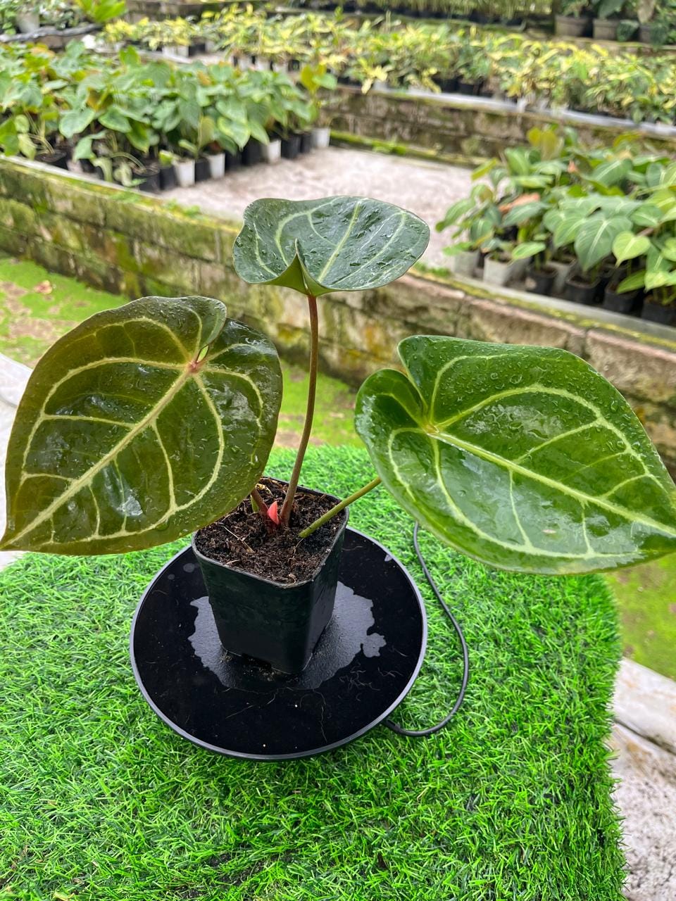 Anthurium Dorayaki X Hoffmanii Red Sinus Live Plant, Rare Hybrid