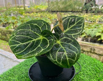 Anthurium Necromancer Dreamweaver X RLFS Carla 'amanda' Large