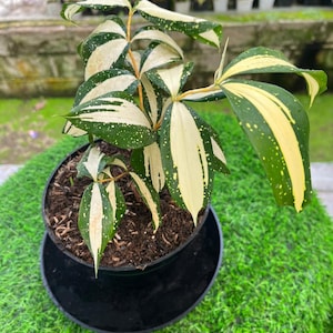 Dracaena Corn Plant - Etsy