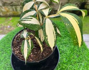 goldfruchtpalme luftreiniger Goldfruchtpalme Dypsis lutescens – Luftreinigende Pflanze main image 0