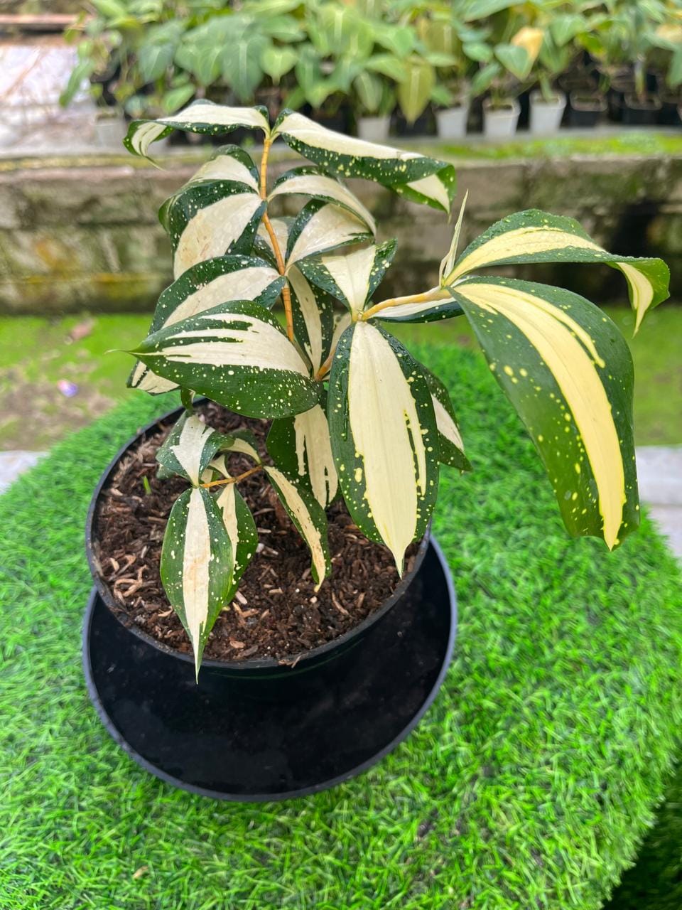 Dracaena Milky Way Live Plant, Spotted Variegated Dracaena, Rare Easy Care  Indoor Tropical Houseplant - Etsy