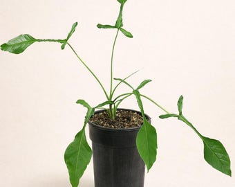 prayer plants Green Prayer Plant – rePotme main image 1