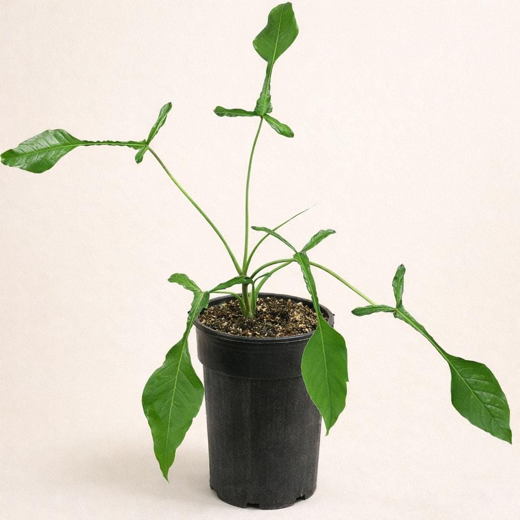 philodendron florida bronze Florida Bronze Philodendron Plant – Vibrant Indoor Greenery – Bloombox Club main image 1