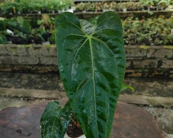 Anthurium Papillilaminum Hybrid Live Plant, Medium Size Rare Velvet Leaf Anthurium Collector Aroid