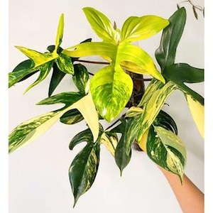 sansevieria hawaiian star 4in Sansevieria Star Power