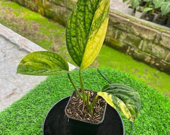monstera deliziosa Swiss Cheese Plant main image 1