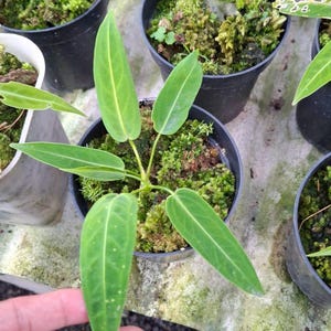 Anthurium Warocqueanum Variegated - Etsy