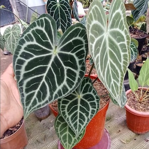 Medium Size, Anthurium Clarinervium Matuda