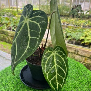 Anthurium Crystallinum Black - Etsy