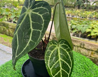 Anthurium Crystallinum Hybrid Live Plant, Medium Size Velvet Leaf Aroid, Rare Tropical Collector Plant (open Polinate)