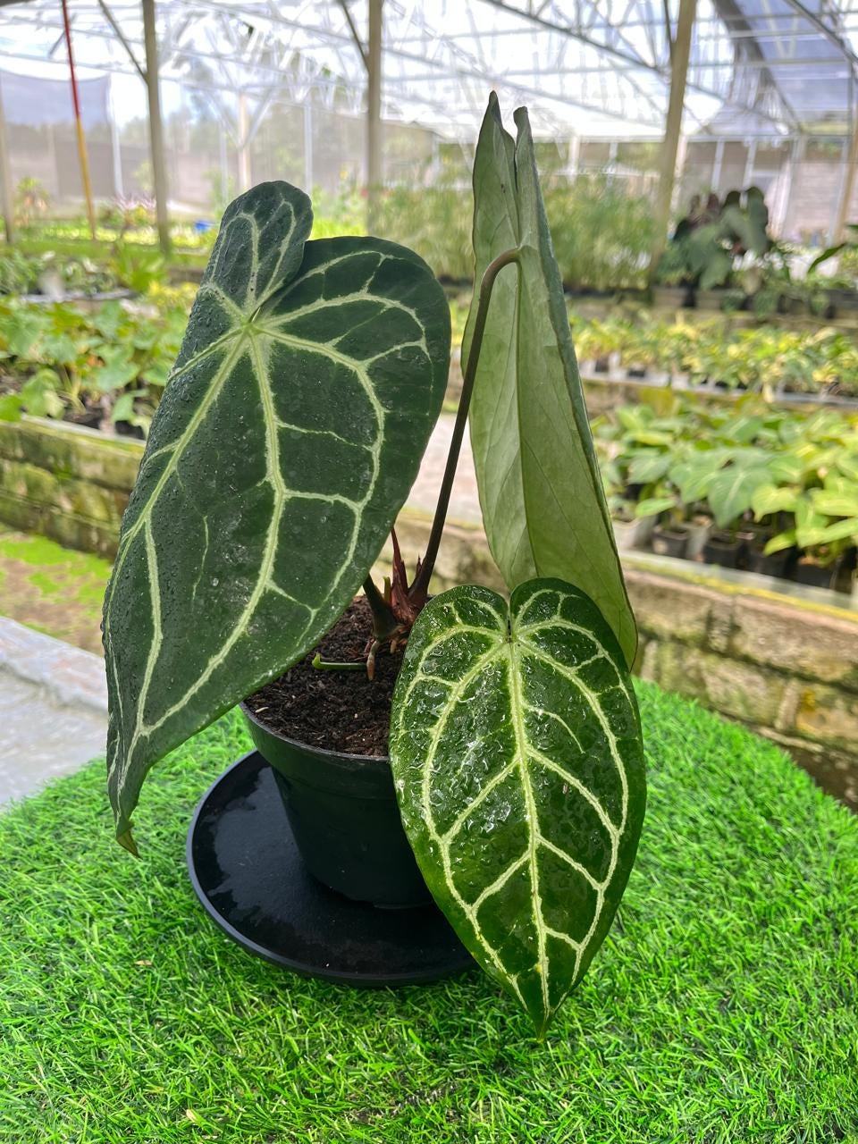 Anthurium Crystallinum Variegated - Etsy