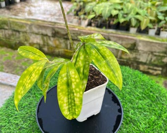 cebu blue efeutute Epipremnum pinnatum 'Cebu Blue' – Jungle Leaves