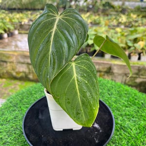 May include: A potted Philodendron Melanochrysum plant with large, dark green leaves and prominent veining. The plant is in a white pot, sitting on a black tray, and placed on a bed of green artificial grass. The background shows other plants.
