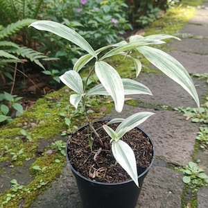 live house plants Bamboo Palm, Chamaedorea Seifrizii Live Plant Air Purifier main image 0