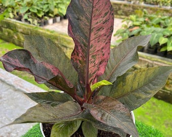 Anthurium Hookerii Purple Variegated Live Plant, Rare Variegated Anthurium, Tropical Aroid Collector Plant