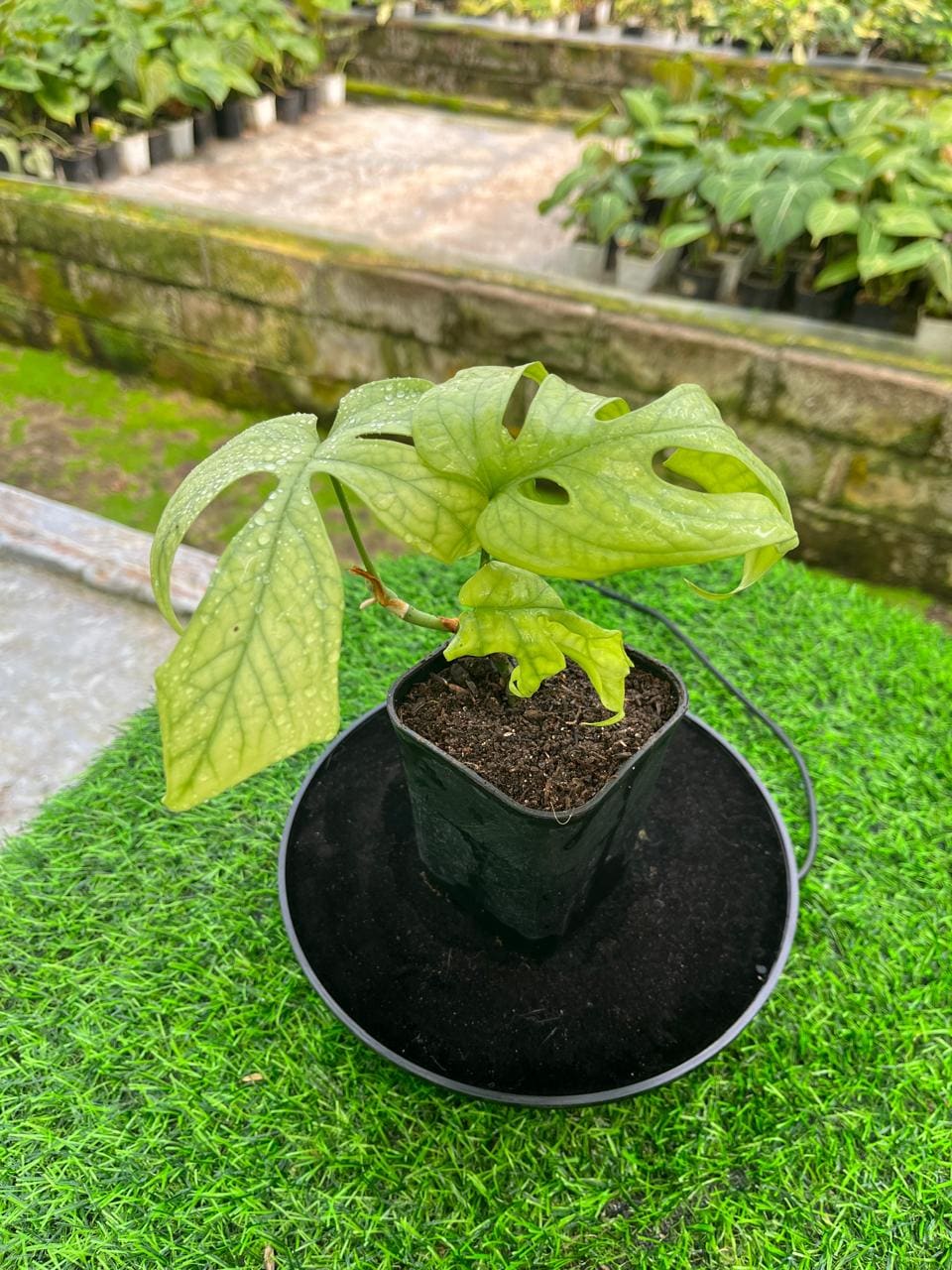 Monstera Amydrium Medium - Etsy