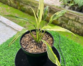 can a spider plant live outside Buy a Spider Plant Easy Care Live Plant