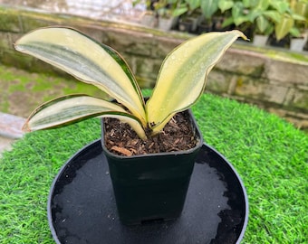 Sansevieria Blue Kew Natural 4”pot (ALL PLANTS Require You to