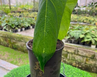 Anthurium Portillae x Papillilaminum Mutation Live Plant, Rare Hybrid Anthurium, Real Picture Collector Aroid