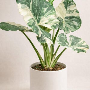 Variegated Alocasia Scalprum Albo - Etsy
