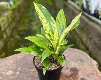 Anthurium Hookerii Variegated Dalmation Live Plant, Rare New Variety Bird's Nest Anthurium