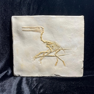 Pterodactylus kochi Fossil-Replikat 1:1 | Solnhofener Plattenkalk Eichstätt | Flugsaurier Skelett Nachbildung