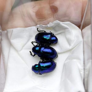 May include: Three iridescent blue beetles are stacked inside a clear plastic container on a white cloth. The beetles have a shiny, metallic appearance with hints of green and purple. The container is held by a person.