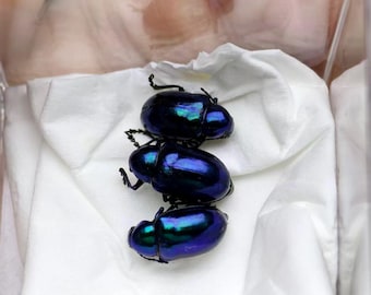 Ejemplar de escarabajo real: trío de escarabajos iridiscentes (aprox. 1 cm o más)