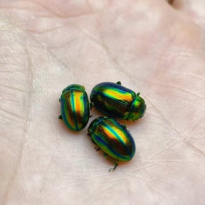 May include: Three small, oval-shaped beetles with a highly reflective, iridescent exoskeleton that shifts in color between vibrant metallic green, gold, and deep blue. Each beetle features a smooth, rounded shell with subtle longitudinal ridges.