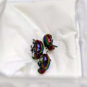 May include: Three iridescent beetles with a metallic, multi-colored shell featuring vibrant shades of purple, green, and gold. The insects have a smooth, reflective surface and are positioned together on a plain, white, folded fabric surface.