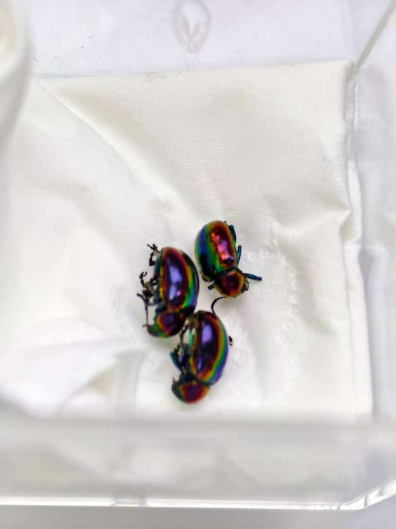 May include: Three iridescent beetles with a metallic, multi-colored shell featuring vibrant shades of purple, green, and gold. The insects have a smooth, reflective surface and are positioned together on a plain, white, folded fabric surface.