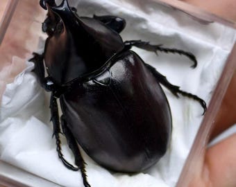 Echter Käfer Specimen - Japanischer Nashornkäfer (ca. 4 cm)